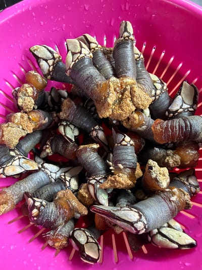 A close-up, high-angle shot shows a bright pink colander filled with goose barnacles, also known as percebes. The barnacles are predominantly dark gray with segmented, leathery stalks that taper to a fleshy, orange-brown tip. At the top of each stalk, white, claw-like appendages protrude, each with dark banding. Some barnacles have a rough, textured, rocky appearance near their tips. The colander is made of plastic, with visible perforations. The background is the bright pink of the colander, with some water droplets visible on its surface. The scene is indoors, with artificial lighting. The origin of the goose barnacles is not determinable from the image, and the location in Orihuela, Spain, is not depicted. There are no people or actions visible.