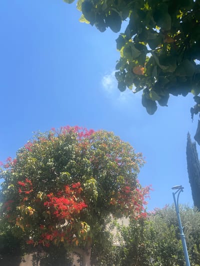 The image captures an outdoor scene with a bright blue sky. In the foreground, a large tree with lush green foliage and clusters of small red flowers is visible. To the right, a tall, slender cypress tree stands against the sky, and a blue lamppost with a modern design is also present. In the background, other trees and some buildings are partially obscured. The overall impression is that of a sunny day in a park or residential area. This image appears to have been taken in Hadera, Israel.