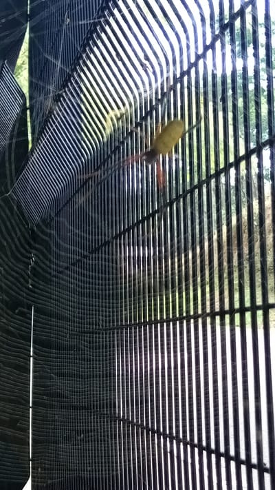 A yellow spider with long brown legs is in the center of its web, which is attached to a black metal fence. The web is in focus, while the background vegetation is blurred. The location appears to be Ikogosi, Nigeria, based on the prior prompt.