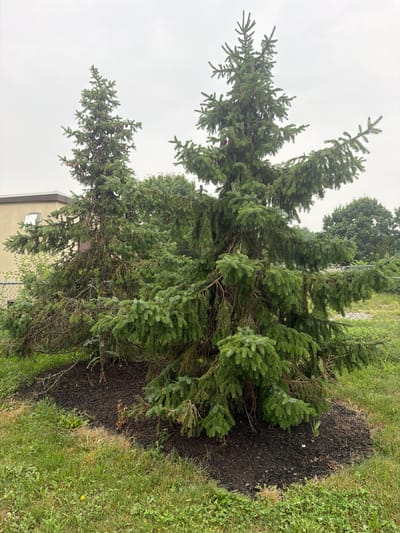 The image shows an evergreen tree, likely a spruce or fir, situated outdoors. The tree is in the foreground, occupying a significant portion of the frame. Its branches are dense and green, with some drooping lower than others. The base of the tree is surrounded by dark mulch, which is in turn bordered by green grass with scattered yellow wildflowers. In the background, a chain-link fence can be seen, and behind that, a building with beige siding and a brown roof is partially visible. A few other trees are present in the distant background, appearing as dark green masses against a light, overcast sky. The weather appears to be cloudy or overcast, suggesting it might be morning or late afternoon, or simply a dull day. There are no people or animals visible in the image, and no text is present. The overall scene depicts a residential or park-like outdoor setting.