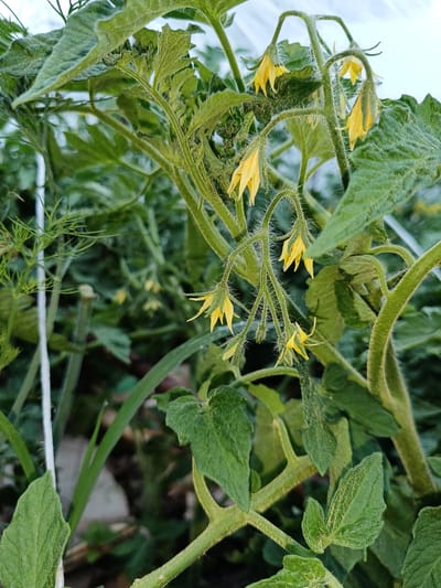 This is a close-up, eye-level shot of a tomato plant in its vegetative stage, featuring several clusters of small, yellow flowers. The plant has fuzzy, green stems and leaves covered in fine, white hairs, indicative of new growth. The flowers are bell-shaped and hang downwards, some with visible pistils. The background is a blur of green foliage and out-of-focus elements, suggesting a garden or greenhouse setting. A white support string is visible on the left side, further supporting the idea of cultivation. The lighting appears to be natural, possibly indicating daytime, with soft shadows suggesting it is not direct midday sun. No people or text are visible in the image. The scene is serene, focusing on the delicate details of the plant's early reproductive cycle.