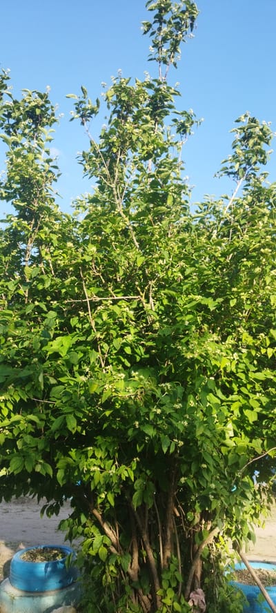 The image shows a bush with green leaves and small white flowers against a clear blue sky. The bush is dense with many branches and leaves, suggesting it is in full foliage, likely during a warm season. The sunlight hitting the leaves indicates it is daytime, likely late morning or afternoon.
At the bottom left of the image, there are two blue, circular objects, possibly planters or repurposed tires, with one containing some greenery. A patch of dirt ground is visible behind them. To the right of the bush, a diagonal brown pole or stick is visible, possibly a garden stake or part of a support structure. A hint of pinkish-purple fabric or plant matter is visible near the base of the bush on the right.
The scene appears to be outdoors, in a garden or yard setting, possibly in Belarus given the location context. There is no visible text in the image. The overall mood is serene and natural, with the bright blue sky and lush greenery. The activity is simply the passive state of a plant in its environment.