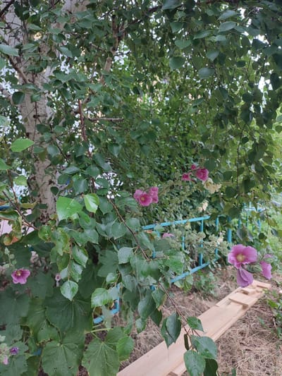 A medium-shot vertical photograph shows a tree with light-colored bark and green leaves, possibly a birch tree, with several pink hollyhock flowers in bloom. The tree is situated outdoors, likely in a garden or yard in the city of Petropavl, Kazakhstan. A light blue metal fence runs horizontally across the middle ground of the image, behind the flowers. In the foreground, several unvarnished wooden planks are laid out on dry grass. The lighting suggests it is daytime, possibly overcast or late afternoon, as the light is diffused. The overall scene depicts a natural outdoor environment with some human-made elements.