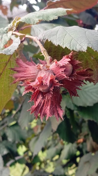 A close-up, slightly angled shot captures a cluster of developing hazelnuts on a branch. The hazelnuts are enclosed in a spiky, deep pink involucre, revealing the smooth, oval nut within. The surrounding leaves are a mix of green and reddish-brown, with serrated edges, and a thin layer of cobweb is visible on the leaves and involucre. The background is a blur of dark green foliage, suggesting a natural outdoor setting. The image appears to be taken in Baksan, Russia, on a tree branch.