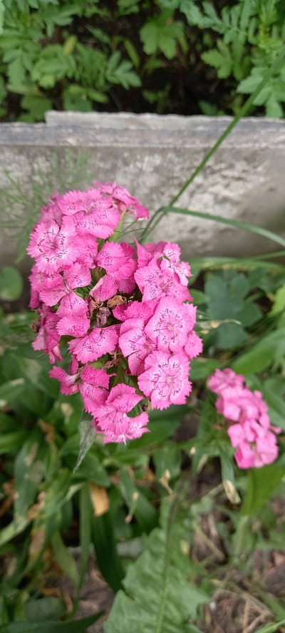 A close-up, vertical, eye-level shot captures a cluster of vibrant pink flowers with serrated petals and delicate white markings, likely Sweet William or Dianthus, in the foreground. These flowers are nestled amongst lush green foliage, with some dried brown leaves visible at the base of the bloom. In the background, a rough, grey concrete border runs horizontally across the frame, separating the flowers from a patch of darker green plants. The overall scene suggests an outdoor setting, possibly a garden or park within the village of Tokush, Akmola Region, Kazakhstan. The lighting is natural and diffused, indicating an overcast day or a shaded area. There are no people or animals present in the image.