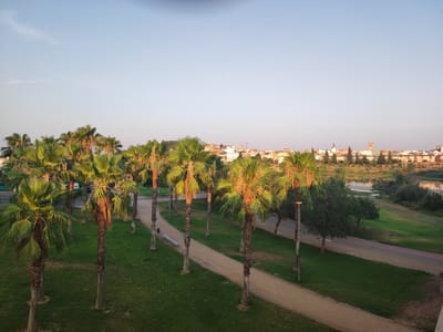 This image depicts a serene park scene with a city skyline in the background. The foreground is dominated by several tall palm trees with lush green fronds, some of which are illuminated by the warm, golden light of either sunrise or sunset. The trees are interspersed with well-maintained green grass.
A sandy pathway winds through the park, and a paved path, likely a bike or walking lane with a red stripe, runs parallel to it in the mid-ground. A solitary park bench is visible along the sandy path. Beyond the park, a body of water, possibly a river, reflects the sky and the distant cityscape.
The city in the background features a collection of buildings with terracotta roofs, including what appears to be a church or cathedral spire and a tower. Construction cranes are also visible, suggesting ongoing development. The sky is a clear, pale blue, with a few faint wisps of clouds. A small flock of birds is visible in the sky, adding a touch of life to the scene.
The overall mood is peaceful and tranquil. The lighting suggests it is either early morning or late afternoon, casting long shadows and highlighting the textures of the palm trees. The location is identified as Badajoz, Spain, and the architectural style of the city and the presence of palm trees are consistent with this location. No text is visible in the image.