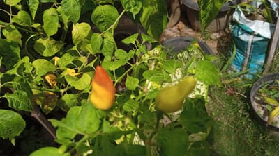 The image shows a close-up view of chili peppers growing on a plant. The peppers are in various stages of ripeness, with some appearing green and others showing hints of orange and yellow. The plant has lush green leaves, some of which are beginning to yellow, suggesting a natural process of aging or possibly a slight nutrient deficiency. The background is blurred but appears to be an outdoor setting with hints of soil, grass, and pots. A blue and white bag is visible in the background, possibly containing fertilizer or soil. The lighting suggests it is daytime, with sunlight casting shadows on the leaves. The image is taken from a high angle, looking down at the plants. There are no people or animals visible in the image. The scene is likely a home garden or a small-scale agricultural plot.