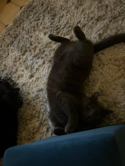 A gray cat lounges on a textured, light-colored rug. The cat is lying on its back, with its tail extending upward. One of its paws is curled towards its chest, while the other is extended outward. A portion of a blue cushioned object is visible on the right edge of the frame. The cat's eyes are open, and it appears to be gazing at the viewer. A black object is visible in the lower part of the frame.