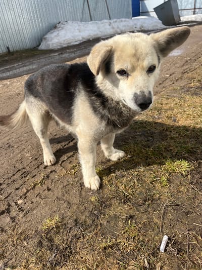 A medium-sized dog with white, gray, and black fur sits on dirt and sparse grass. The dog is looking up toward the camera. A snow-covered metal structure is partially visible in the background. A small piece of trash lies on the ground near the dog. The location is Норья, Russia.