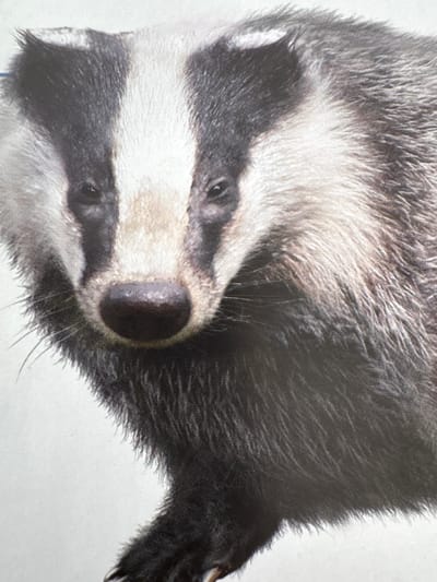 The media file is a close-up, vertically oriented image of a badger's head and upper body, with the badger positioned diagonally across the frame. The badger has distinctive black and white facial markings. Its fur appears coarse and thick, with variations in color from black to gray and white. The badger's eyes are dark and appear to be looking downwards and to the left. Its nose is dark and wet-looking, with prominent whiskers. The background is plain white, suggesting the image is a photograph or illustration against a neutral backdrop. There is no visible text, indication of time of day, weather, or specific location cues. The overall mood conveyed is one of focused observation of the animal's features.
