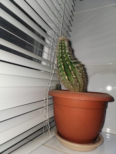 A cactus in a terra cotta pot sits on a windowsill with horizontal blinds behind it. The cactus is green with sharp spines and appears to be leaning to the right. A smaller cactus is visible to the left of the main cactus. The blinds are white and appear to be made of metal. The background is a white tiled wall. The image was taken in Zlatopil, Ukraine.