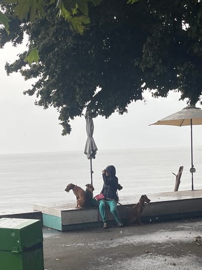 An outdoor scene in Vevey, Switzerland, depicts an individual and three dogs by the edge of Lake Geneva under an overcast sky. An individual, dressed in a dark hooded jacket and light blue trousers, is seated on a light grey, elevated wooden platform that extends over the water's edge. Their right hand is raised towards their face, appearing to hold a small object. Two reddish-brown dogs are seated on the platform next to the individual; one is positioned with its back to the camera, the other facing left. A third reddish-brown dog is seated on the lower ground to the right of the platform, facing right. The background is dominated by a wide, calm expanse of grey water, characteristic of Lake Geneva, under an overcast sky. A dense canopy of dark green tree leaves overhangs the upper portion of the scene from the left. Two grey, folded outdoor umbrellas stand upright on the right side of the frame, one positioned to the right of the individual, the other further right. A weathered wooden post or branch protrudes from the water near the rightmost umbrella. In the lower left foreground, a partially visible green metal utility box is present. The paved ground surrounding the platform is dark and wet, suggesting recent precipitation.
