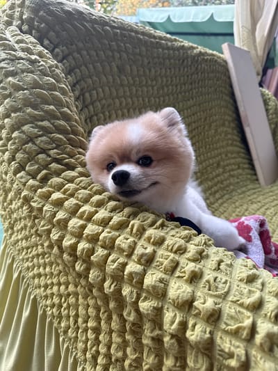 A fluffy Pomeranian dog with light brown and white fur is nestled on a textured, olive-green blanket. The dog is lying on its side, with its head propped up and facing the camera. Its dark eyes are wide and curious, and its black nose is prominent. A small section of a red and white patterned cloth, possibly a blanket or towel, is visible behind the dog's head. The scene appears to be indoors, with natural light filtering in from a window to the left, suggesting it could be daytime. The overall impression is one of comfort and relaxation, with the dog looking content and perhaps a bit sleepy. The textured blanket creates a visually interesting backdrop, adding depth and a tactile quality to the image. The location is identified as Alakhadzi, Abkhazia.