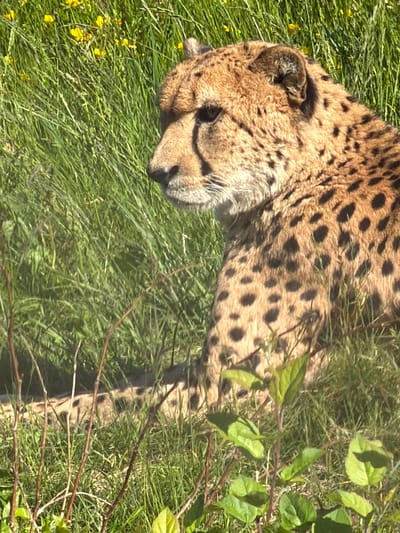 A tawny cheetah with prominent black spots is observed lying down in a sunlit, grassy enclosure in Kristiansand, Norway. Its head is turned towards the left of the frame, revealing its right ear and characteristic black tear marks extending from the inner corner of its eye down to its muzzle. The cheetah's body, partially visible, extends diagonally to the right. The environment consists of dense green grass of varying heights, with several small yellow flowers scattered throughout, particularly in the upper left background. Thin, dark brown branches and sparse green leafy foliage are present in the immediate foreground. The scene is illuminated by strong natural light, casting subtle shadows. No human subjects or discernible man-made structures are visible.