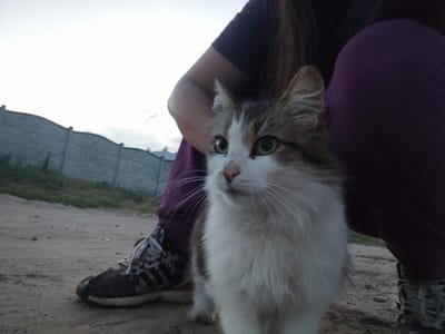 A person is crouching down and holding a fluffy cat in the Solonytsivka area of Ukraine. The person is wearing dark purple sweatpants and a dark shirt. The cat is a calico with white, brown, and grey fur. It has green eyes and is looking towards the camera. The person's face is not visible, but their arm is wrapped around the cat. The ground is dirt and sand, and there is a gray concrete fence in the background. The sky is overcast, suggesting it is either morning or evening. There is some dry grass growing near the fence. The overall mood of the image is casual and relaxed, with the focus on the interaction between the person and the cat.