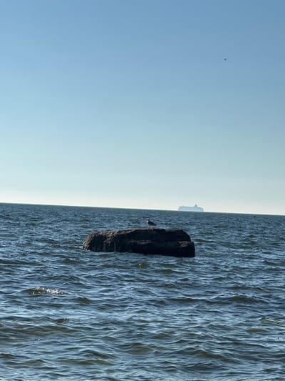A medium shot captures a wide expanse of dark blue water under a clear, pale blue sky. In the foreground, a dark, rugged rock juts out from the water, with a seagull perched on its surface. The water is rippled with small waves. In the middle distance, a large, light-colored ship is visible on the horizon, appearing as a silhouette against the sky. The scene is a serene, outdoor environment, likely a coastal area. The location is the coast of Tabasalu alevik, Estonia.