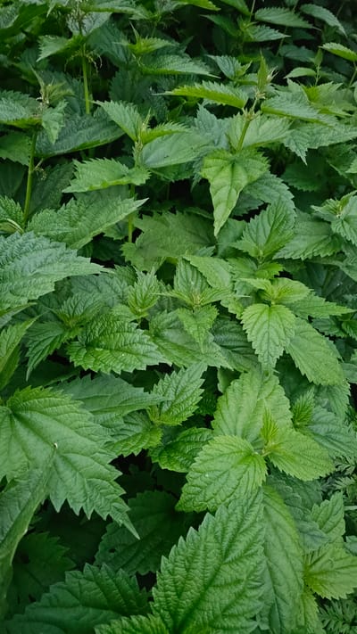 A close-up, overhead, full-frame shot displays a dense cluster of vibrant green nettle plants. The nettles are characterized by their serrated, ovate leaves, which are arranged alternately along their stems. The leaves exhibit a slightly wrinkled texture and a deep green coloration, with some lighter green growth visible at the tops of the plants. The overall impression is one of lush, natural growth. The image provides no information regarding the city of Ust’-Bol’sheretsk, Russia, or any people, objects, actions, or interactions.