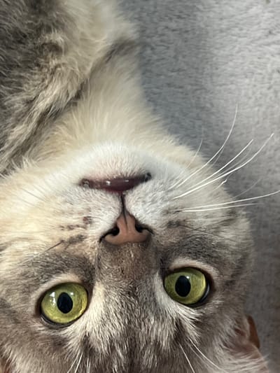 The image is a close-up, upside-down portrait of a cat's face. The cat has green eyes with black pupils and grey and white fur. Its nose is dark pink and its mouth is slightly open, revealing a hint of its teeth. The background is a blurred grey surface, possibly a blanket or rug. The image does not contain any information about Pshekhskaya, Russia.