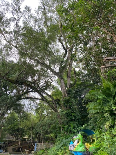 The image shows a dense forest with a large tree in the center. The tree has many branches and a thick trunk, and is covered in vines. The forest is lush and green, with many other trees and plants. The image is taken from a low angle, looking up at the trees. The coordinates provided place the location in the village of Manyaran in the Kecamatan Manyaran district of the city of Semarang, Central Java, Indonesia. A small green, blue, and yellow dragon-shaped watercraft is located near the bottom right of the image, surrounded by tall green foliage.