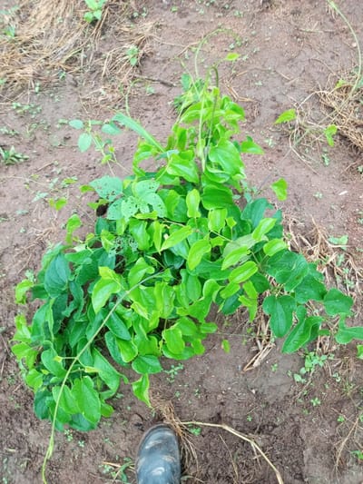 An overhead shot shows a lush, green vine with large, heart-shaped leaves growing in loose, brown soil mixed with dry straw. The vine is dense and spreads across the ground, with some leaves showing small holes. A black boot is visible at the bottom right corner of the frame, indicating a person is present. The environment appears to be an outdoor, possibly rural, setting in Baltap, Nigeria.