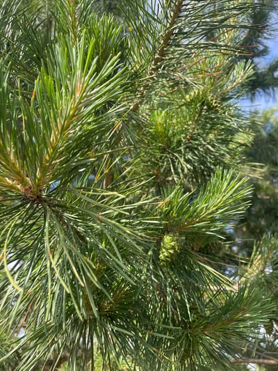 A close-up photograph captures the vibrant green foliage of a coniferous tree, identified as a pine, under natural daylight conditions in Vasilevka, Russia. The image is dominated by numerous long, sharp, dark green pine needles, clustered densely on multiple branches. Several needles exhibit subtle yellowish-brown tips. Distributed throughout the mid-ground and lower right are small, ovate, light green, immature pine cones, integrated within the needle clusters. The supporting branches are woody, presenting shades of brown and tan. The background is composed of blurred green foliage and intermittent sections of bright blue sky, suggesting an outdoor, natural environment with clear atmospheric conditions. Direct sunlight illuminates the scene, creating distinct highlights on the needles and generating subtle internal shadows within the dense foliage. No human figures, animals, or man-made structures are present in the frame.