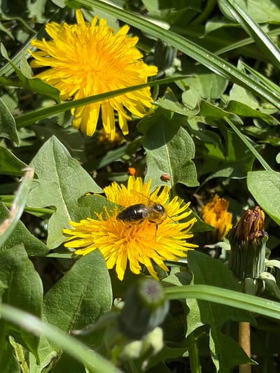 The image depicts a close-up view of a patch of dandelions in Kriva Bara, Bulgaria. Two fully bloomed, bright yellow dandelions are prominent. A bee is perched on one of the dandelions, its black and brown body clearly visible. Several dandelion leaves surround the flowers. Unbloomed dandelion buds and withered flowers are also present. Blades of grass are interspersed among the dandelions. The scene is bathed in sunlight, casting shadows and highlighting textures.