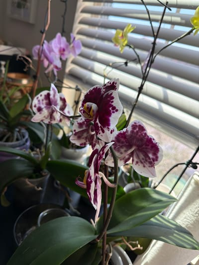 A close-up, eye-level shot features several potted orchid plants positioned near a window with blinds. The orchids display a variety of colors, including pink, white with purple spots, and yellow. The lighting suggests it is daytime, with sunlight filtering through the blinds, creating striped shadows on the wall behind the plants. The background is slightly out of focus, showing hints of other plants and indoor decor, potentially in a residential setting in Irvine, United States of America. There are no people or animals visible in the image, and no discernible actions or interactions are taking place. The environment appears to be an indoor space, likely a windowsill or a table near a window.