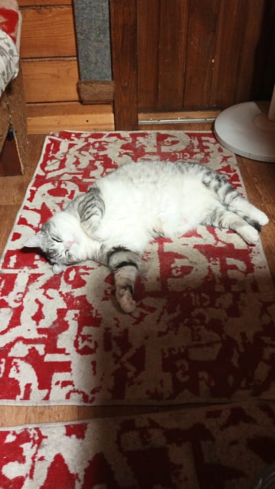 A grey and white tabby cat is sleeping on its back on a rug. The cat's eyes are closed, and its body is relaxed. The rug has a red and white pattern. The cat is lying in a room with wooden walls and floor. The scene is indoors. This image is not located in Pavino, Russia.