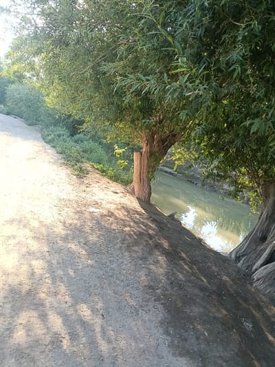 The image depicts a sunlit dirt path bordering a narrow body of water, likely a canal, in a rural or natural setting. Large trees with dense green foliage are situated on the bank between the path and the water, casting dappled shadows on the ground. The water appears calm and reflects the sky and surrounding greenery. The scene suggests a peaceful outdoor environment, possibly a park or a natural reserve, in or near the city of Altinkul, Uzbekistan. There are no people or animals visible in the image, and no apparent activity is taking place. The focus is on the interplay of light, shadow, and the natural elements of the landscape.
