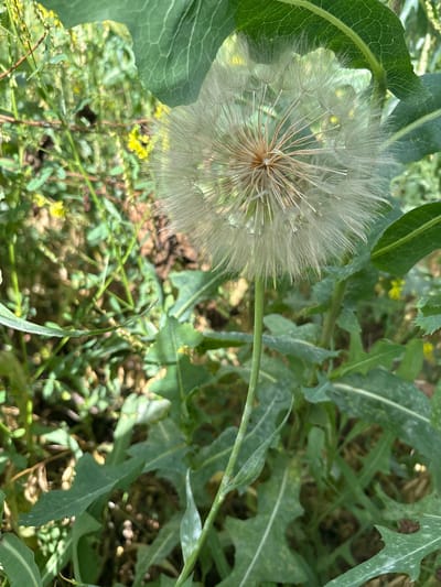 This media file is a close-up, outdoor photograph of a large, fluffy dandelion seed head, possibly a Tragopogon (goat's beard), surrounded by green foliage. The seed head is the dominant subject, appearing soft and delicate with numerous feathery seeds radiating outwards from a central core. Green leaves, some with serrated edges and visible venation, frame the seed head, suggesting a natural, perhaps wild, setting. The background is a blur of more greenery, with hints of small yellow flowers and brown earth.
The lighting suggests it is daytime, with soft sunlight illuminating the scene. There are no people or discernible objects other than the plant itself. The image focuses on the intricate details of the plant's structure, highlighting its fragility and readiness for dispersal. The overall impression is one of natural beauty and the quiet cycle of plant life. The setting appears to be a field or a garden with abundant vegetation. There is no visible text in the image. The location context provided is Orsk, Russia, which could imply a temperate climate during warmer months.