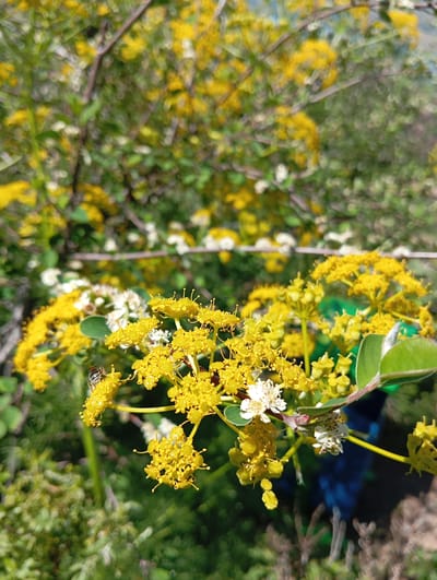 The image depicts a cluster of yellow flowers in Chinarkent, Uzbekistan. The flowers have numerous small, individual blossoms aggregated into larger, rounded clusters. A striped bee is visible on one of the flower clusters. Behind the yellow flowers, there are blurred flowers of similar shape, along with white flowers, and green foliage. The background features more greenery and out-of-focus branches.