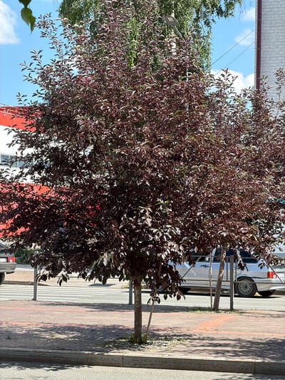 This is a photograph of a street scene in Ishimbay, Russia, on a sunny day. The foreground is dominated by two small trees with dark red leaves, casting dappled shadows on the paved sidewalk. The sidewalk is made of reddish-brown interlocking pavers, bordered by a concrete curb. Beyond the sidewalk is a crosswalk with white stripes, and behind that, a paved road.

On the road, several vehicles are visible. A silver sedan is parked or moving on the right side of the image, its rear bumper showing some damage. To the left, the rear of a silver vehicle with a license plate that appears to read "XC 702" is partially visible.

In the background, there is a building with a red and white facade on the left. On the right, a building constructed of white brick is visible, with a dark red downspout running vertically along its side. Trees with green leaves, including what appears to be a birch tree, are interspersed with the structures. A lamppost is also visible above the trees. The sky is blue with some scattered white clouds. There are no people clearly visible in the frame. The scene depicts an urban street environment with elements of nature and man-made infrastructure.