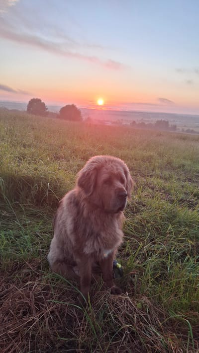A fluffy, light brown dog is lying down in a grassy field at sunrise. The dog is facing away from the camera, with its head turned to the right. Its fur is long and appears to be somewhat wet, possibly from dew. A yellow tag is visible on its collar.
The scene is a rural landscape. The sun is low on the horizon, casting a warm, orange glow across the sky and illuminating the grass. The sky transitions from a pale blue at the top to vibrant orange and pink hues near the sun. In the distance, there are some trees and hints of a misty valley or landscape. The grass in the foreground is green with some dry, brown blades mixed in.
The time of day is clearly sunrise, suggested by the low sun and the warm, soft light. The weather appears calm and possibly a bit dewy. The overall mood is peaceful and serene, with the dog enjoying the quiet of the early morning. The location context of Kaporskoe, Russia, suggests a natural, outdoor setting. There is no visible text in the image.
