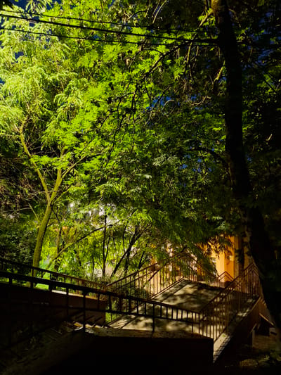 A nighttime outdoor scene features a wide, outdoor staircase leading upwards. The staircase has metal railings on both sides. The steps appear to be made of concrete. Shadows are cast across the steps, suggesting they are illuminated by an unseen light source. Lush green trees with dense foliage surround the staircase, with some branches extending over the top. The leaves of the trees are illuminated by a light source from above, creating a bright, vibrant green hue. In the background, a building with an orange facade is visible behind the trees and staircase. The sky is dark, indicating it is nighttime. The scene is located in Nalchik, Russia. There are no people or animals visible in the image. There are no cars or vehicles visible in the image. There are power lines visible in the upper left portion of the image.