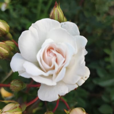 A close-up, soft-focus shot of a white rose bloom is the main subject. The rose is partially open, revealing layers of delicate petals with a hint of pale pink in the center. Several rosebuds are visible around the bloom, some appearing plump and ready to open, while others are smaller and more tightly closed. These buds are green with red tips. The rose stems are a deep reddish-brown. The background is a blur of green foliage, suggesting a garden setting. The lighting appears natural, possibly indicating daytime, and the overall mood is serene and delicate. The image was taken in Navoloki, Russia. No text is visible.