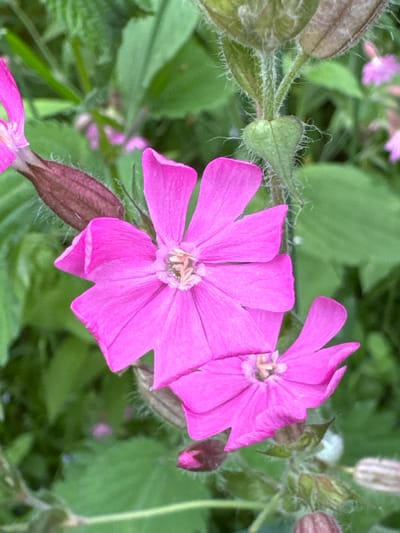 A close-up shot focuses on two bright pink flowers with five notched petals each. The flowers are set against a blurred background of green foliage and some lighter pink flowers. One flower is more fully open and centered, while another is slightly to the right and less in focus. The petals appear delicate and soft. The stems and calyxes of the flowers are covered in fine, white hairs, giving them a fuzzy appearance. A dark, elongated bud is visible on the left side of the frame, and other unopened buds are scattered in the background. The lighting suggests it is daytime, possibly a sunny day given the vibrancy of the colors. The natural setting implies an outdoor environment, likely a field or garden. No people, text, or specific location cues for Mars, Russia are discernible.