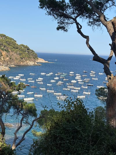 The image depicts a coastal scene in Llafranc, Spain, with a bay filled with numerous boats. The water is a deep blue, reflecting the clear sky above. The shoreline is characterized by a rocky hill covered in lush green pine trees, with some buildings visible nestled amongst them. The foreground is partially obscured by the branches and foliage of trees, framing the view of the bay. A large pine tree trunk is prominently featured on the right side of the image. The boats are of various sizes and types, mostly white, and appear to be moored or anchored. Some are small motorboats, while others are sailboats or traditional fishing vessels. The overall impression is one of a peaceful, picturesque harbor on a sunny day.