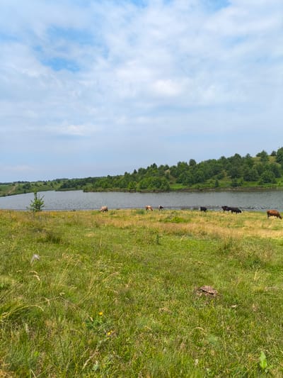 This image depicts a rural landscape with a body of water, likely a lake or pond, in the middle ground. The water is surrounded by grassy hills covered in dense green trees on the right side and a more gently sloping, sparsely vegetated hill on the left. Several cows are grazing on the grassy area along the water's edge. The foreground is a field of tall, dry grass with some scattered yellow wildflowers. The sky is partly cloudy with a mix of blue sky and white clouds. The scene appears to be set in the countryside, with the location identified as Anastasivka, Ukraine. There are no people visible in the image.