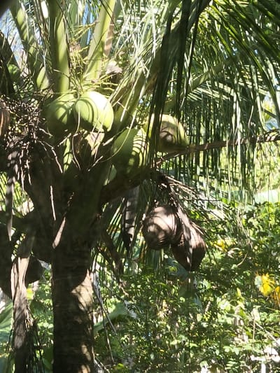 The image displays a close-up, upward-angled view of a coconut palm tree in Panton, Indonesia, under bright daylight. The central subject is the upper trunk and fronds of the palm. A prominent cluster of approximately seven light green, unripe coconuts is visible near the top-center, partially illuminated by direct sunlight which creates distinct shadows. Further down and to the right, a smaller cluster of three brown, mature coconuts hangs. Numerous long, green palm fronds extend throughout the frame, with sunlight filtering through them, creating dappled light and shadow patterns. The background consists of dense, out-of-focus green foliage, indicating a lush, tropical environment. No individuals, animals, or specific actions are present in the scene.