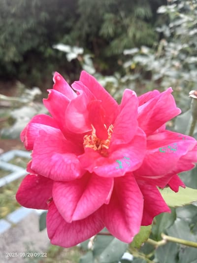 The image displays a close-up, slightly off-center view of a vibrant pink rose in full bloom. The flower is composed of numerous overlapping petals, some exhibiting lighter pink edges and visible veining, with minor imperfections present on outer petals. Its central core reveals a cluster of orange-yellow stamens. Irregular green digital artifacts are observable on the surface of some petals. A green stem and partial green leaves are visible below and to the right of the flower. The background is softly blurred, showing dense, dark green foliage, consistent with bushes or trees, in the upper portion. A blurry, light-colored angular structure, possibly a garden border, is discernible in the lower left background. No individuals or human activities are present in the scene. A digital timestamp "2025/09/20 09:22" is overlaid in the bottom left corner. This botanical scene is located within the Emthanjeni Local Municipality, South Africa.