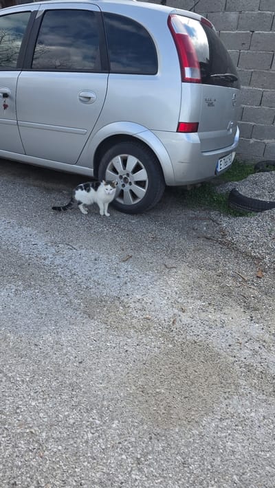 The scene depicts an outdoor environment in Jeleznitsa, Bulgaria, featuring a silver Opel Meriva compact MPV parked on a gravel surface. A domestic cat, predominantly white with black and brown/ginger markings, stands on the gravel adjacent to the vehicle's front passenger-side wheel, facing towards the viewer. The cat has a black-and-white patterned tail and light-colored eyes.

The Opel Meriva is a five-door model, with the rear portion of the driver's side visible. Keys with a red heart-shaped keychain are inserted into the driver's side door lock. The rear windows of the vehicle are tinted. The car's rear bumper is visible, displaying a Bulgarian license plate "E 7661 HO". The vehicle is parked alongside a light gray, coarse concrete block wall. To the right of the car's rear, a patch of green vegetation is visible, along with a discarded, dark-colored tire resting on the ground. The gravel surface extends into the foreground, showing scattered small stones and debris. Reflections in the car's windows indicate an overcast sky with visible bare tree branches.