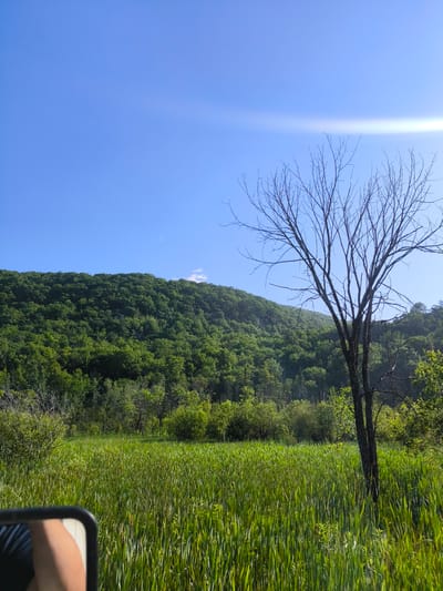 The image depicts a lush green marshland with tall grasses dominating the foreground. In the middle ground, a solitary, bare-branched tree stands prominently. Behind the marsh and the tree, a dense forest covers a hillside that slopes upwards, meeting a clear blue sky. A faint lens flare is visible in the upper right portion of the sky. The lower left corner of the image shows a partial reflection in what appears to be a car's side mirror, revealing a person's arm. The scene is devoid of any specific urban elements, suggesting a natural, possibly rural or wilderness setting, and does not contain any identifiable landmarks to pinpoint a location within Chelsea, Canada.