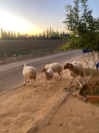 Four sheep stand on a sandy path, illuminated by a soft, warm light, possibly at sunset or sunrise. A field with tall trees stretches towards the horizon on one side of the path, contrasting with the close-up, textured sand on the other side. Some green foliage is visible, partially obscuring the view, adding depth to the scene. The overall impression is peaceful and rural.