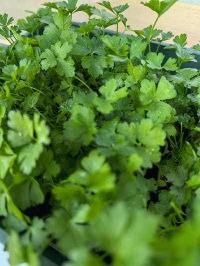 A close-up, eye-level shot focuses on a dense cluster of vibrant green parsley plants growing in a dark green rectangular planter. The parsley leaves are lobed and serrated, with some showing tiny water droplets. The background is blurred, but appears to be a light-colored wooden surface. The image is sharp and well-lit, highlighting the texture and detail of the plants. The scene is devoid of any human presence or activity. The location of Svishtov, Bulgaria, is not discernible from the image itself, as the visual elements are confined to the planter and its contents.
