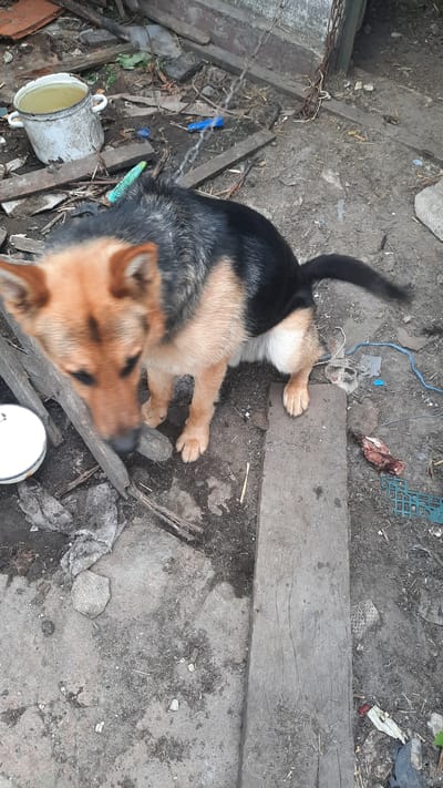 The media file captures a German Shepherd lying on the ground in an outdoor, rural setting that appears to be a yard or an animal enclosure. The ground is composed of dirt and debris, with some scattered wooden planks and a chain attached to the dog's collar, suggesting it is tethered.
In the background, there is a variety of objects, including a metal bucket with liquid inside, pieces of plastic, a green grate, and what appears to be some discarded food or waste. A blue plastic clip is visible near the chain. The overall scene is somewhat unkempt, indicating a functional rather than decorative space.
The dog is primarily black and tan, with its body relaxed on the ground. Its head is slightly blurred, suggesting movement or focus on a different point. The lighting suggests it is daytime, but the specific time or weather conditions are not evident.
The location context provided is Samar, Ukraine. There is no visible text in the media file. The scene appears to be a candid moment of the dog resting in its environment.