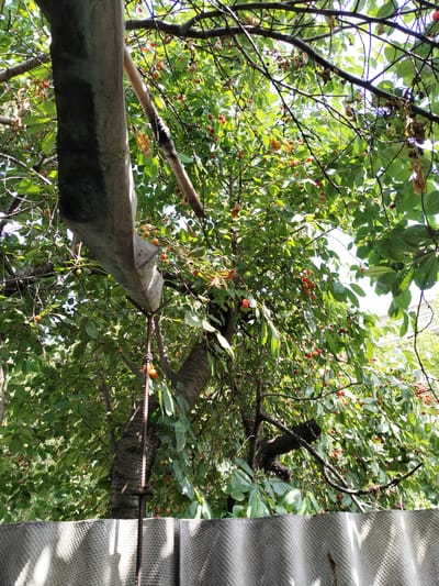 This is an eye-level, medium shot of a cherry tree with ripe red cherries and green leaves. A section of grey, corrugated material is in the foreground, casting shadows. A metal rod with a chain mechanism extends vertically in front of the tree trunk. The scene appears to be in a backyard or garden area in Luhansk, Ukraine, likely during the summer harvest season. No people are visible in the image.