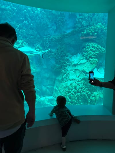 An indoor scene depicts an aquarium viewing area at The National Aquarium Abu Dhabi, Al Qana, Abu Dhabi, United Arab Emirates. A large, curved glass panel showcases a vibrant underwater environment with artificial rock and coral formations in shades of blue and green.
Three individuals are present. On the left, an adult male, seen from behind, wearing a light-brown long-sleeved top and dark trousers, stands observing the tank. In the center-right, a toddler, also viewed from behind, wearing a camouflage top and dark shorts, stands on a light-colored ledge, gazing into the aquarium. On the far right, a person's right arm and hand, wearing a dark sleeve and a silver bracelet, holds a black smartphone vertically, recording or photographing the marine life.
Inside the aquarium, a grey shark swims horizontally across the upper-left portion of the frame. A large ray, possibly a cownose ray, is visible in the lower-right. The viewing area is dimly lit, while the aquarium is brightly illuminated with turquoise-blue light.
