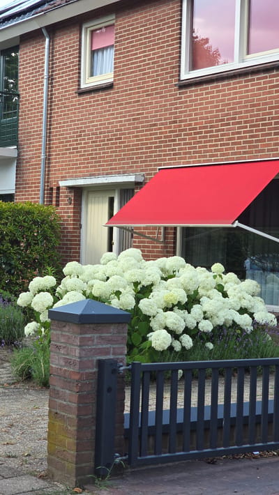 The image depicts a brick house with a red awning and a dark metal gate. The house has several windows, some of which reflect the sky and trees. A large cluster of white hydrangeas and some lavender flowers are in bloom next to the gate. The scene is set outdoors, likely in a residential area, given the house and garden. There are no people visible in the image, and no specific activity is taking place. The lighting suggests it could be daytime, with possibly overcast or diffused sunlight, as there are no strong shadows. The overall impression is of a well-maintained garden and property. The location is identified as Zeddam, Netherlands, which is a village in the province of Gelderland. There is no visible text in the image.