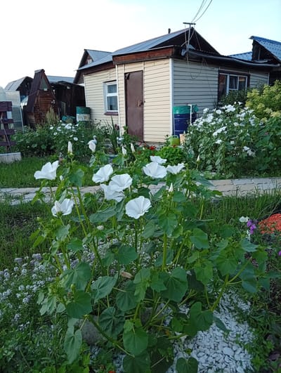 In a backyard garden in Shelekhov, Russia, white flowers with large, green leaves are in full bloom in the foreground. Behind the flowers, a path made of gray, interlocking pavers leads towards a light-colored, clapboard house with a brown door and a metal roof. To the left of the house, a smaller, wooden structure with a corrugated metal roof is visible. Two blue barrels, one with a green tarp, sit next to the house. The sky above is clear and light blue. The scene depicts a well-maintained, rural garden setting.