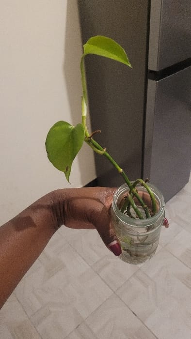 An indoor photograph captures a dark-skinned human left hand holding a clear glass jar containing plant cuttings. The hand grasps the jar from beneath, with visible fingernails on the thumb and index finger painted dark red. Inside the jar, several green plant stems are submerged in clear water, exhibiting developing roots. A primary green stem extends upwards from the jar, bearing two vibrant green, heart-shaped leaves, consistent with a Pothos plant. The stem shows distinct nodes. The background on the left consists of a light beige or off-white wall, displaying a faint shadow cast by the hand. To the right, a dark gray, rectilinear appliance or furniture item, potentially a refrigerator, is partially visible. The floor in the lower half of the frame is covered with light-toned, rectangular ceramic tiles arranged in a grid pattern. The image provides no visual evidence to corroborate the specified location of Nanyuki, Kenya.